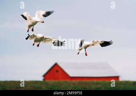 Drei Schneegänse landen auf einem Feld im Skagit Valley des Bundesstaats Washington mit einer roten Scheune im Hintergrund. Stockfoto