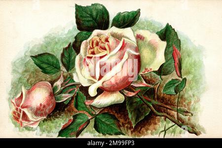 Kunstwerke von Florenz Auerbach, rosa Rosen. Stockfoto