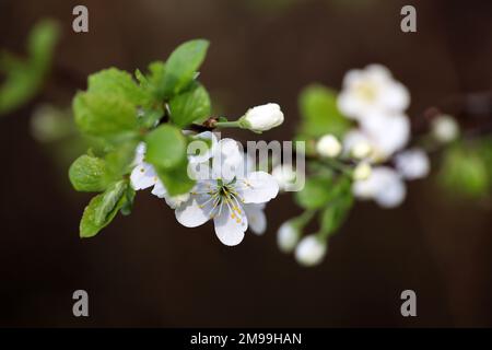 Kirschblüte im Frühlingsgarten nach Regen. Weiße Blumen und junge grüne Blätter, die von Wassertropfen auf einem Ast bedeckt sind Stockfoto