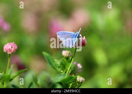 Blauer Schmetterling auf Kleeblumen aus nächster Nähe. Polyommatus ikarus auf grüner Sommerwiese Stockfoto