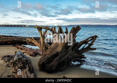 WA22909-00...WASHINGTON - Driftstämme und eine Driftwurzelkugel wurden an einem Strand am Rand des Salish Sea/Puget Sound in Edmonds angespült. Stockfoto