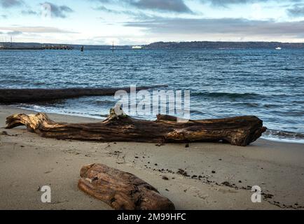 WA22910-00...WASHINGTON - Baumstämme am Strand am Hafen von Edmonds am Salish Sea/Puget Sound. Stockfoto