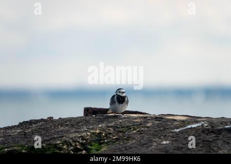 rattenschwanz hoch oben an der Ufermauer, Meer und Himmel verschwommen im Hintergrund Stockfoto