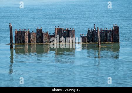 turnstones hoch oben auf Skelettresten des alten Piers in Keyhaven und Lymington Naturschutzgebiet Hampshire England Stockfoto