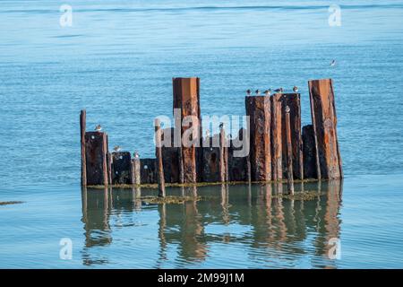 turnstones hoch oben auf Skelettresten des alten Piers in Keyhaven und Lymington Naturschutzgebiet Hampshire England Stockfoto