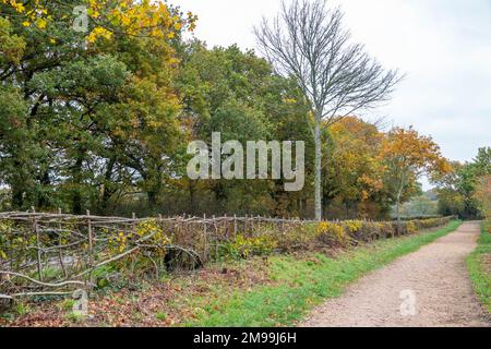 Wanderweg neben herbstfarbenen Bäumen mit goldgelben Orangenblättern Stockfoto