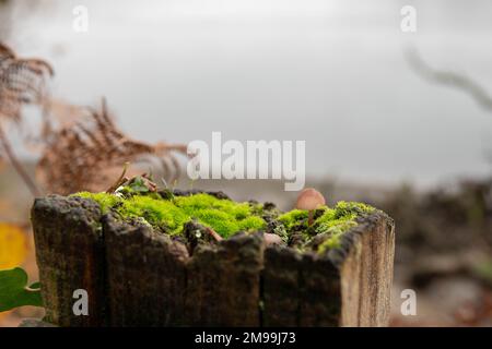 Malvfarbener, in hellgrünem Moos wachsender Motorhaubenpilz auf einem alten Zaunpfahl mit verschwommenen braunen Farnfronten im Hintergrund Stockfoto