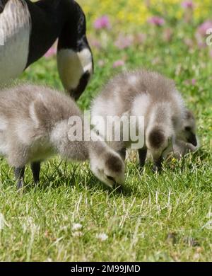 Nahaufnahme von jungen Vögeln auf Gras Stockfoto