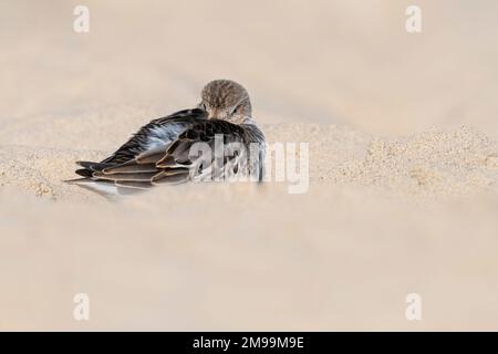 Dunlin, Calidris alpina, ruht sich im September am Strand von Norfolk aus Stockfoto