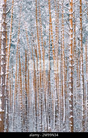 Winter Snowy Coniferous Forest Während Snowy Day. Pines Trunks Hintergrund Stockfoto