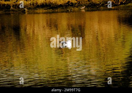 Eine Möwe schwimmt auf einem ruhigen, ruhigen Gewässer mit lebendigem Laub, das sich im Wasser spiegelt Stockfoto