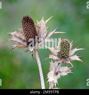 Nahaufnahme des Saatguts einer verblassten wilden Kardone (Dipsacus fullonum) Stockfoto