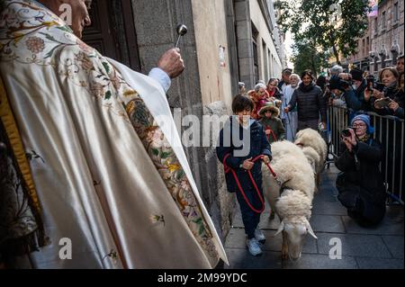 Madrid, Spanien. 17. Januar 2023. Ein Priester segnete Schafe während des Tages von San Anton, Schutzpatron der Haustiere. Jedes Jahr am Tag von San Anton stehen die Menschen mit ihren Haustieren in der Schlange, um in der Kirche San Anton von Madrid gesegnet zu werden. Kredit: Marcos del Mazo/Alamy Live News Stockfoto