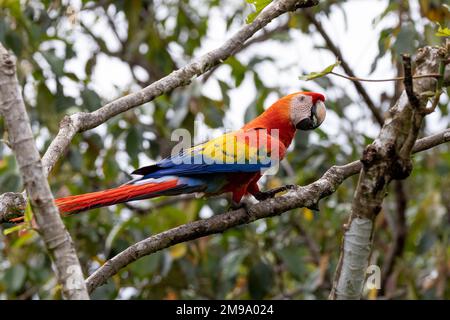 Hellroten Aras in Costa Rica Stockfoto