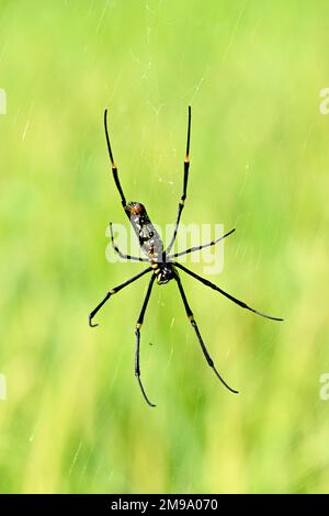 Eine Nahaufnahme des goldenen Seidenwebers (Trichonephila clavipes) auf dem verschwommenen Hintergrund Stockfoto