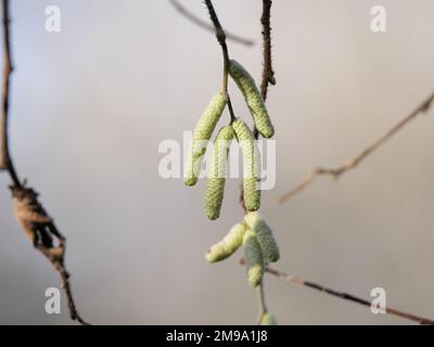 Makrobild frischer männlicher hängender Blumenkinder von Haselnuss Corylus avellana im Herbst. Stockfoto