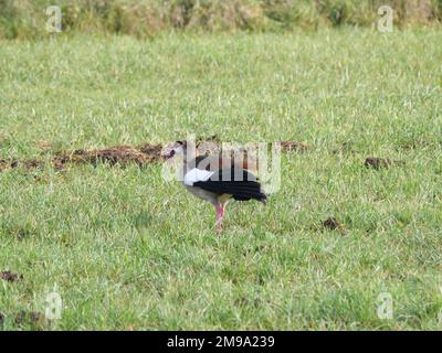 Alopochen aegyptiaca, eine Nilgans, steht auf einem grasbewachsenen Gebiet Stockfoto