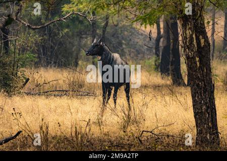 Eine atemberaubende Nahaufnahme eines wunderschönen riesigen wilden Nilgai, einer seltenen Antilope über die indische Tierwelt Stockfoto