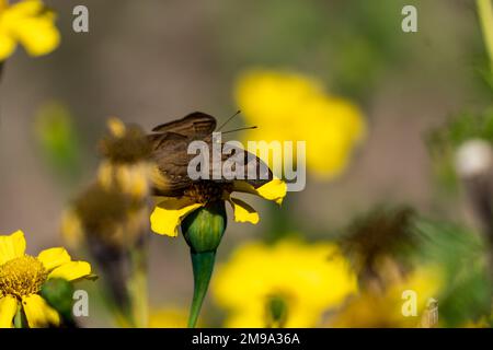 Eine Nahaufnahme eines wunderbaren Junonia iphita Schmetterlings auf einer Blume Stockfoto