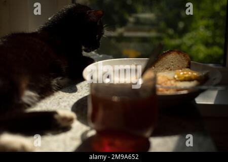 Katze und Frühstück auf dem Tisch. Morgen in der Küche. Die Katze liegt auf dem Küchentisch. Brot auf dem Teller. Stockfoto