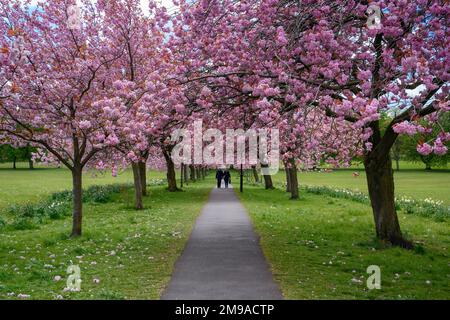 Malerische Tree Avenue (farbenfrohe rosa Blüten in Blüte, Zweige über dem Fußweg, entspannender Tag im Frühling) - The Stray, Harrogate, England, Großbritannien. Stockfoto