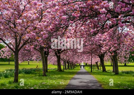 Malerische Tree Avenue (farbenfrohe rosafarbene Blumen, Blüten in Blüte, Zweige über dem Fußweg, sonniger Frühlingstag) - The Stray, Harrogate, England. Stockfoto