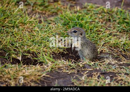 Europäisches Eichhörnchen im Donaudelta Stockfoto