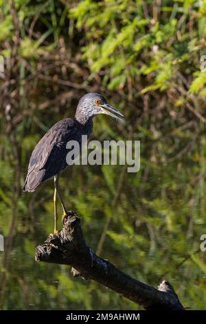 Juvenile Gelbkronenreiher, Nyctanassa violacea Stockfoto