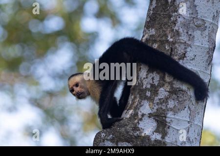 Panamaischer weißer Kapuziner, Cebus-Imitator Stockfoto