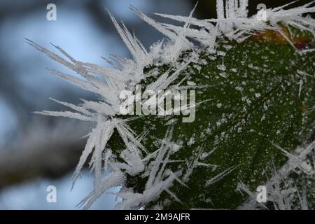 Nahaufnahme von mattierten Blättern, Makrofotografie, Thomastown, Co Kilkenny, Irland Stockfoto
