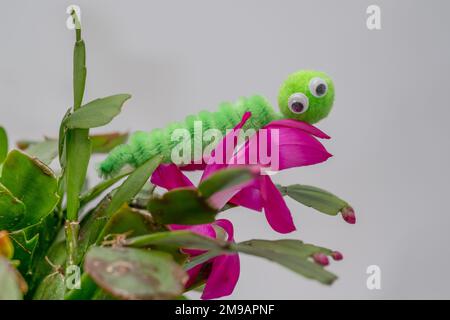 Woogly Eyes Pom Pom Pfeifenreiniger Wriggly Caterpiller lustige Charakterhand hergestellt auf einem blühenden Kaktus Stockfoto