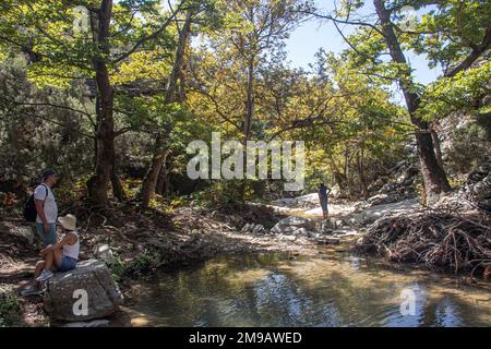 Gruppe junger Menschen mit Rucksäcken Wandern und Trekking durch grünen Wald mit kleinem Fluss und See, genießen die Umwelt und gesunde Natur Stockfoto