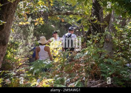 Gruppe junger Menschen mit Rucksäcken Wandern und Trekking durch grünen Wald mit kleinem Fluss und See, genießen die Umwelt und gesunde Natur Stockfoto