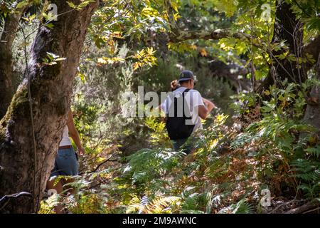 Gruppe junger Menschen mit Rucksäcken Wandern und Trekking durch grünen Wald mit kleinem Fluss und See, genießen die Umwelt und gesunde Natur Stockfoto