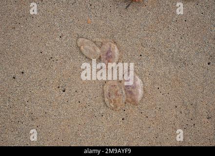 Quallen am Strand, angespült, Menorca, Balearen, Spanien. Stockfoto