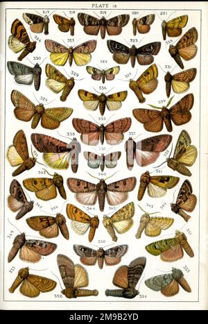 Schmetterlinge und Motten, Plate 18, Noctuae, Caradrinidae, Noctuidae. Stockfoto