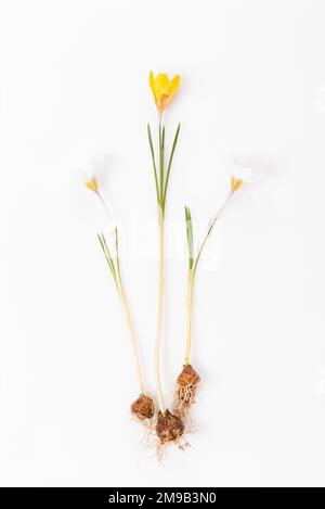 Frühjahrsblüte, weißes Crocus, Crocus tommasinianus, die gesamte Pflanze mit Wurzel und Zwiebel auf weiß Stockfoto