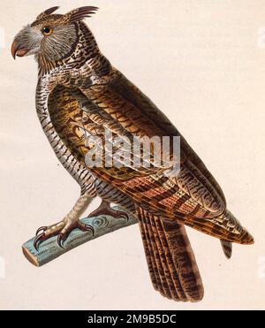 Strix macrorhyncha - Bubo virginianus nacurutu (Unterart der Großen Horneule), gezeichnet um 1838 Stockfoto