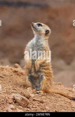 Meerkat - Suricata suricatta steht auf einem Stein, der die Umgebung bei sonnigem Wetter bewacht. Das Foto hat ein schönes Bokeh. Stockfoto