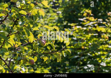 Zwei Birnen auf einem Baum. Es gibt grüne Blätter. Stockfoto