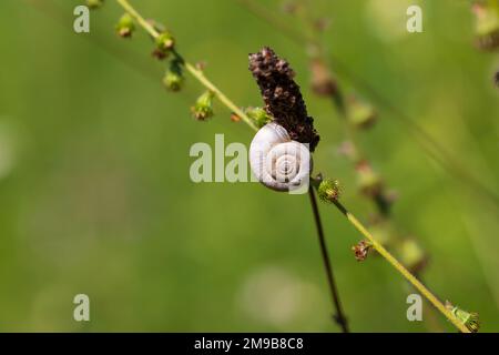 Eine kleine Schneckenschale befindet sich auf einem Grashalm auf einer Wiese. Stockfoto