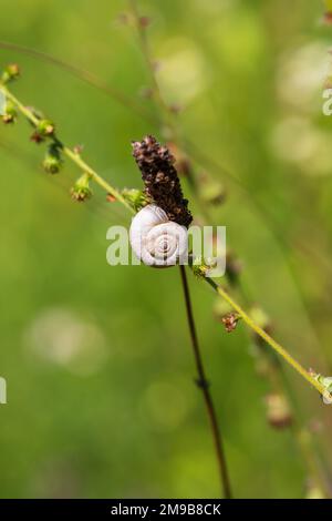 Eine kleine Schneckenschale befindet sich auf einem Grashalm auf einer Wiese. Stockfoto