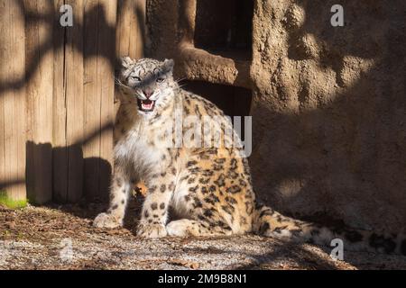Die große Irbis-Katze in der Koppel. Stockfoto
