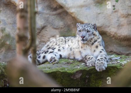 Die große Irbis-Katze in der Koppel. Stockfoto