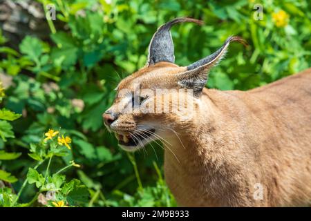 Das Porträt eines Caracals - Caracal Karakal - hat einen offenen Mund und seine Zähne sind zu sehen. Das Foto hat ein schönes Bokeh. Stockfoto