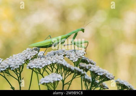 Mantis - Mantis religiosa grünes Tier, das auf einem Grashalm auf einer Wiese sitzt. Stockfoto