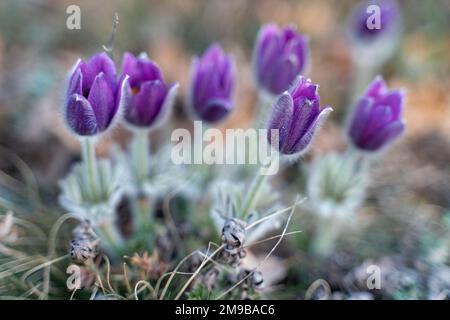 Traum-das wunderschöne Gras Pulsatilla erblüht im Frühling in den Bergen. Der goldene Farbton der untergehenden Sonne. Atmosphärischer Frühlingshintergrund Stockfoto