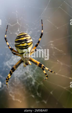 Schöne große Spinne in einem Spinnennetz. Die Spinne ist gelb und hat schwarze Streifen. Stockfoto