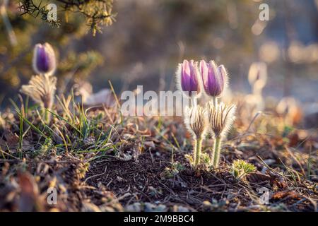 Traum-das wunderschöne Gras Pulsatilla erblüht im Frühling in den Bergen. Der goldene Farbton der untergehenden Sonne. Atmosphärischer Frühlingshintergrund Stockfoto