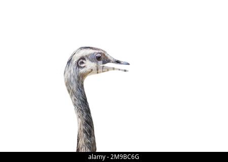 Strauß - Struthio camelus - Kopf mit Hals eines jungen Straußes mit offenem Schnabel auf weißem Hintergrund. Stockfoto